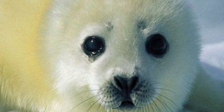 An end to Canada's commercial seal hunt