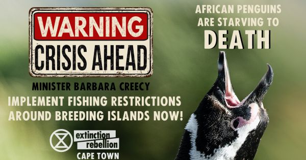 Save the African penguin from EXTINCTION