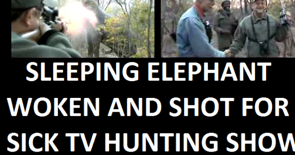 President Barack Obama :  STOP Entitled Americans killing the last of the AFRICAN ANIMALS  for TV HUNTING FUN