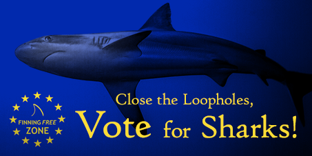 European Parliament Voted to Close Loopholes in EU Shark Finning Ban