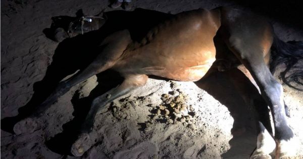 TIERQUÄLER Günter H.BEKAM SEINE TIERE ZURÜCK!Animal tormentors Günter H. gets his horses back