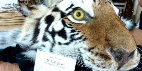 Support Chinese civil society in helping to end the trade in tiger parts.