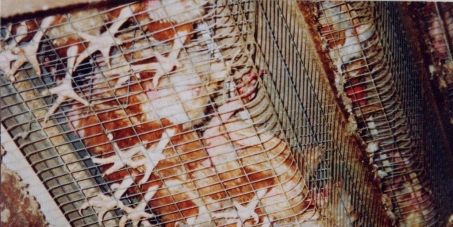 Please help release 24 million laying hens in South Africa from the torment of their battery cages!