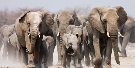 Namibia: Stop ALL Hunting of Rare Desert Elephants!