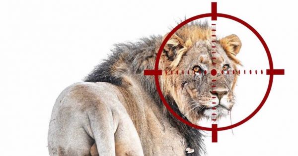 The Minister of Environment and Tourism Namibia: STOP KILLING AND HUNTING OF NAMIBIA'S DESERT ADAPTED LIONS NOW!!!