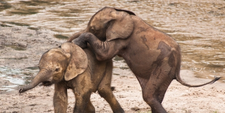 STOP ELEPHANT SLAUGHTER!