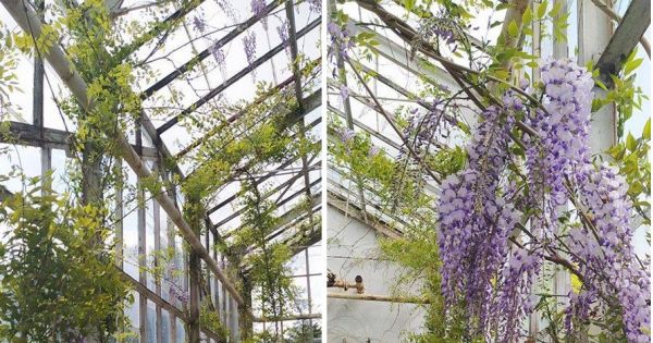 STOP zniszczeniu konstrukcji palmiarni w Ogrodzie Izabeli Czartoryskiej w Puławach