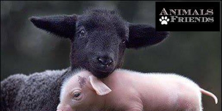 Riconoscere agli animali soggettività giuridica nella Costituzione Italiana e sostenere proposta di legge costituzionale