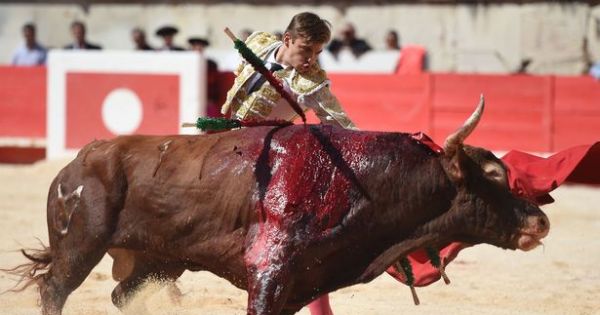 The king of Spain, Felipe VI: Stop the bullfighting
