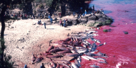 Japanese Government: Stop the slaughter of dolphins in Taiji