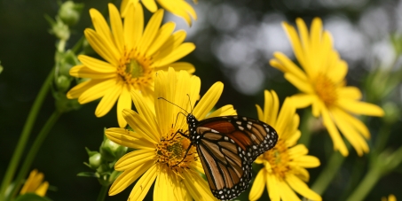 President Obama: Please increase funding and awareness to save the Monarch butterfly migration.