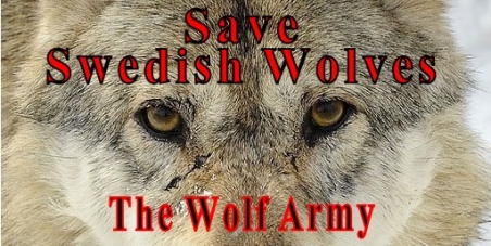 Save Swedish wolves from wolf baiting by using so called hunting dogs.