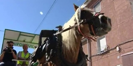 Ayuntamiento de Monforte del Cid: Dejen de esclavizar caballos para las recogidas de basuras.