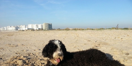 Habilitar zonas para perros en as playas de Girona