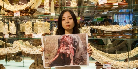 Hong Kong Government - Ban Ivory Sales Now!