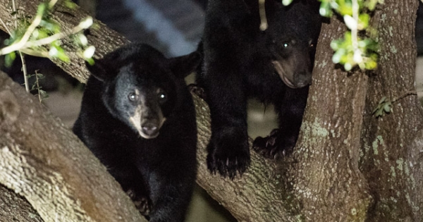 Say NO to a Florida Black Bear Trophy Hunt in 2016: Tell Governor Scott to Let Scientists Run the FWC!