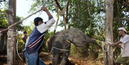 General Prayuth Chan-Ocha, Commander & Chief, Thailand.: Ban The Tradition Of 'Crushing' Juvenile Elephants For Thai Tourism.