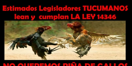 FIRMA PARAR LAS PELEAS DE GALLOS EN TUCUMAN. ARGENTINA TO STOP COCKFIGHTING IN TUCUMAN. ARGENTINA