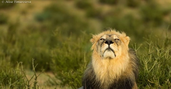 Kgalagadi Transfrontier Park border Lion killings and governance problems.