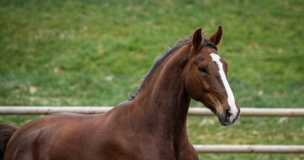 Petition gegen das Herabsetzen des Mindestalters zum Ausbildungsbeginn bei Pferdes