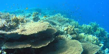 To The Prime Minister and Environment Minister of India: Save the Coral ...