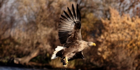 Let us save unique European wildlife in the region of West Pomeranian Voivodship, Poland.