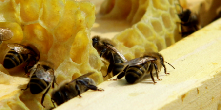 Hilfe für die Honigbiene Nein zum Bienensterben