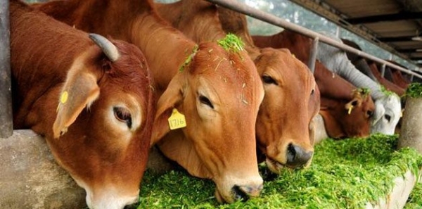 Delhi Chief Minister Arvind Kejriwal: Repeal beef ban in Delhi