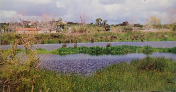 Stop the destruction of Lagoa wetlands Parar a destruição das zonas Lagoas de Lagoa