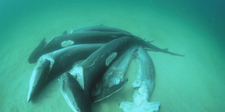 ¡Stop a la caza de tiburones!
