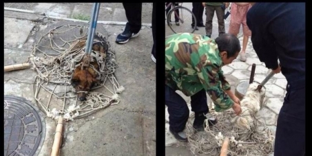 Concern Animal Heart Ltd: Chinese Zhangjiakou Government bloody hit dog to apply for Winter Olympics