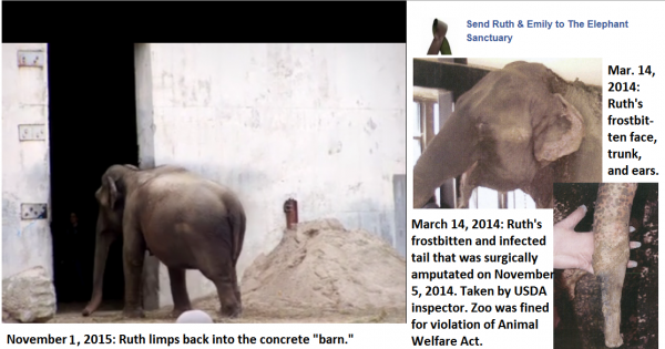 Mayor Mitchell and the New Bedford (MA) City Council: Retire Asian elephant Ruth from Buttonwood Park Zoo NOW!