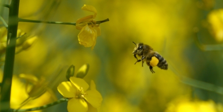 Big business vs. the bee-killing ban