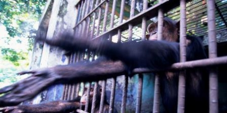 John Scanlon CITES Secretariat : End Great Ape Slavery