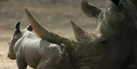 MINISTER MOLEWA AND SANPARKS: THE WORLD CALLS ON YOU TO PROTECT OUR REMAINING RHINOS.