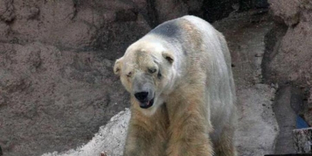 Francisco Pérez, Governor of Mendoza: Freedom for Arturo, the Polar Bear