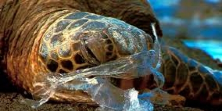 bolsas de plastico walmart