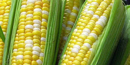 Stop the Norwegian government legalizeing GM corn nk603 from Monsanto.