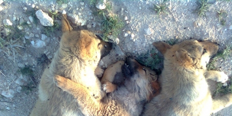 EVERY WEEK the HORROR STARTS OVER AND OVER AGAIN for Jordan's STRAYS - at least 60 puppies and dogs shot randomly -