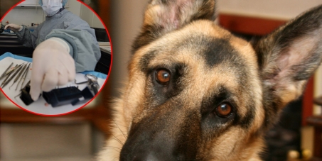 Government of Serbia: Stop Serbian army to sacrifice German Shepherds for experiment!