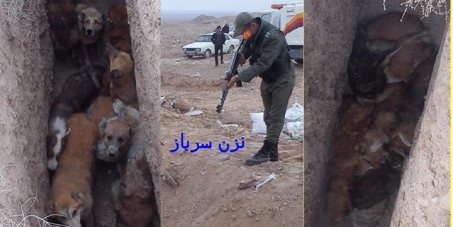 Iran government: Stop killing dogs