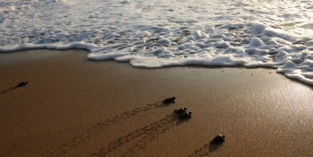 Save the Last Turtle Sanctuaries in Lebanon-Declare them Protected & May 5th Sea Turtles National Day