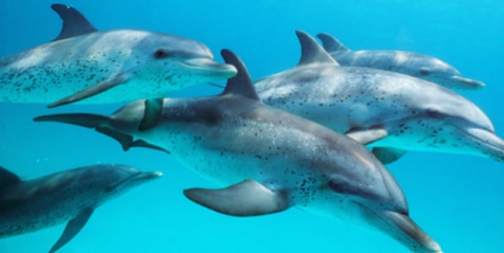 HELP END THE CRUEL CAPTURES OF WILD DOLPHINS FOR CAPTIVITY!