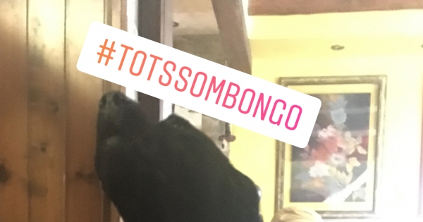 Ajuntament de Tossa de Mar: Bongo needs the sea water, help Bongo