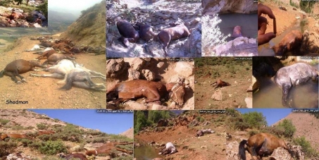 Iran, Department of environment (DOE)  : Stop killing the horses of smugglers in Kurdistan  