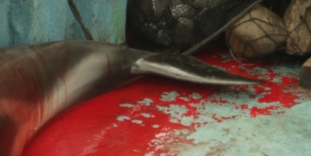 Stop and penalize dolphin hunting off the coast of Peru