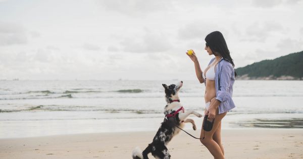 Praias para pets em São Sebastião