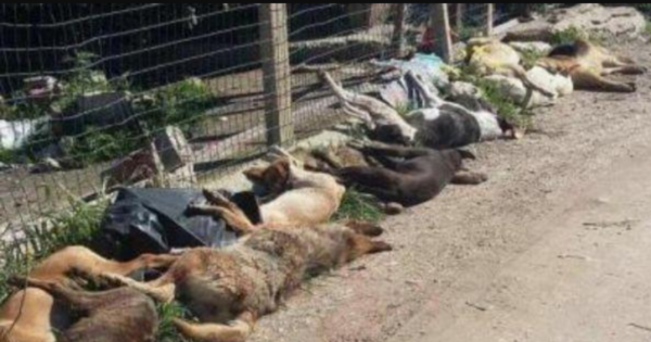 A tutti i sindaci della Sicilia: STOP A QUESTA STRAGE DISUMANA