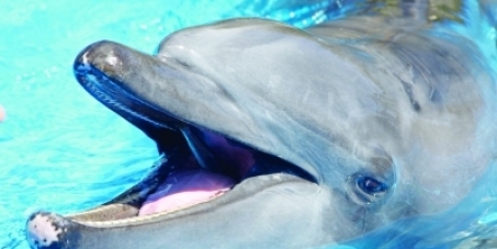 Retire wild caught dolphins Gambit and Frodo.  STOP captive breeding