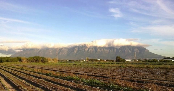 The Western Cape Premier and Mayor of Cape Town: STOP DESTROYING the Philippi Horticulture Area